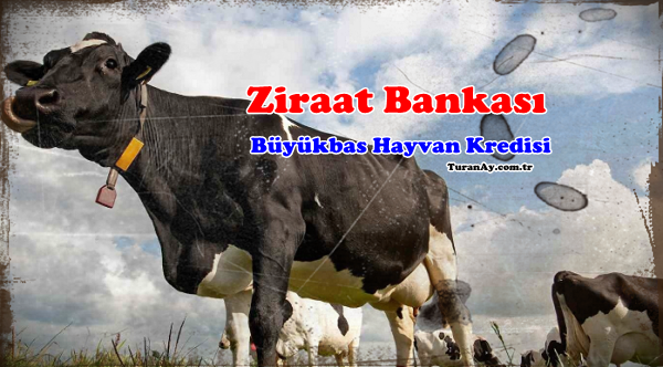 Ziraat Bankası Büyükbaş Hayvan Kredisi